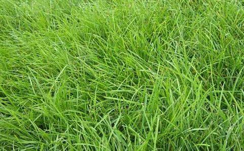 優質牧草種子紫羊茅優點有哪些,還有哪些需要注意的 優質牧草種子紫羊茅優點有哪些,還有哪些需要注意的