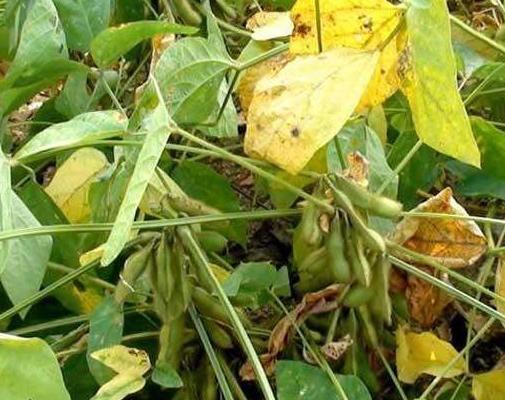 黑豆種植方法有哪些？什么時候播種比較合適？