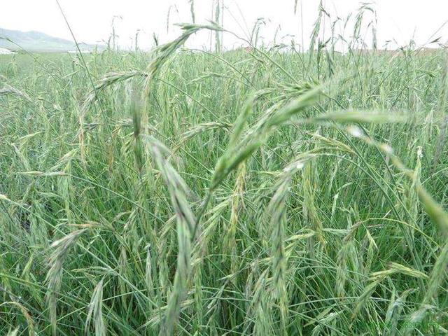 想種植披堿草，又不知道種植方法，這有幾個方法