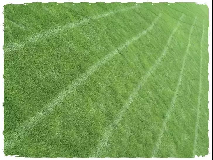 一年生黑麥草基本介紹，和多年生黑麥草有什么區別