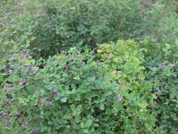 落葉灌木30——胡枝子生態習性