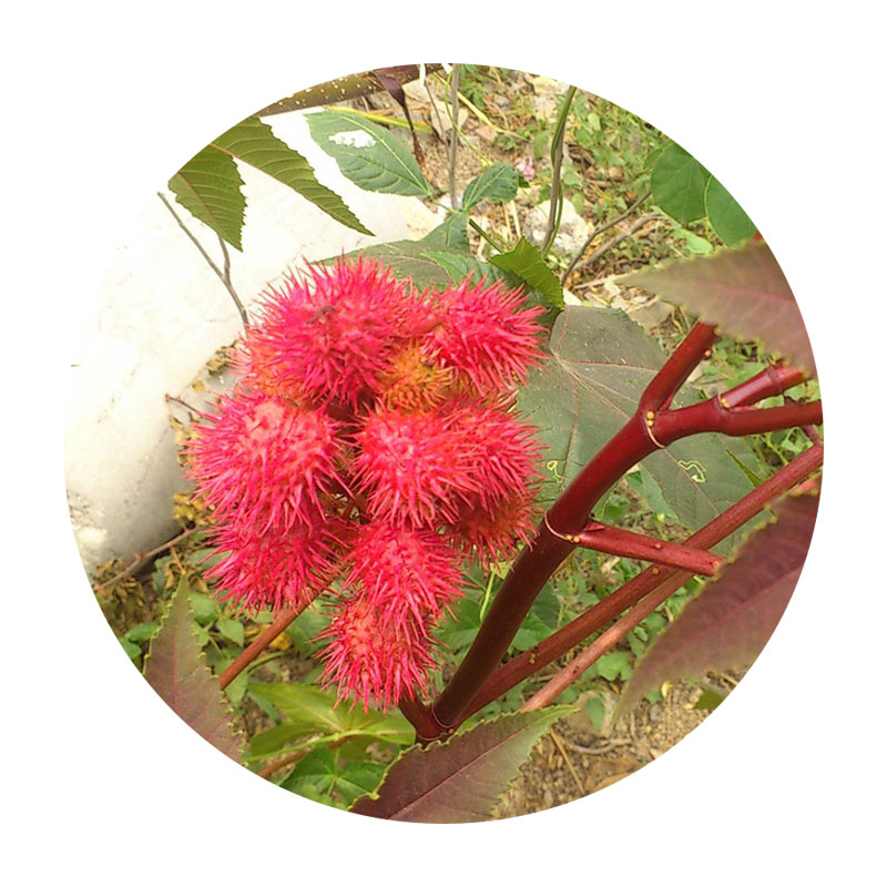 紅色蓖麻 紅色蓖麻