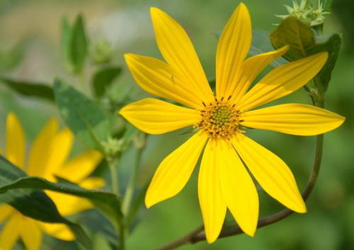 優(yōu)質(zhì)的牧草---串葉松香草，基本詳情介紹