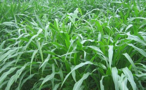 墨西哥玉米草有這些優(yōu)勢,你懂嗎 墨西哥玉米草有這些優(yōu)勢,你懂嗎
