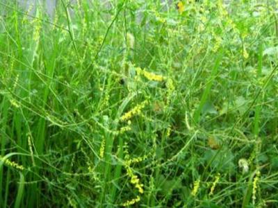 草木犀種植方法及特點介紹，什么時候種植比較好