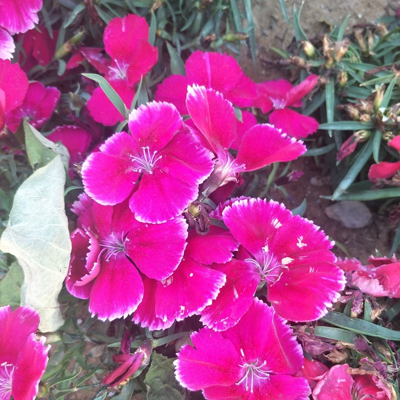 常夏石竹 常夏石竹