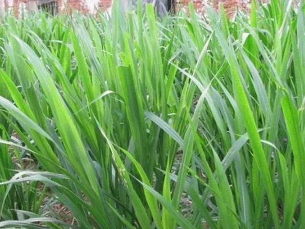 象草是一種高價(jià)值的飼料，種植栽培方法是什么