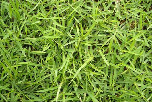 庭院草坪|院子里的天然草坪建植及養(yǎng)護(hù)方法