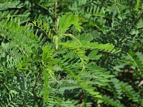 護坡灌木——紫穗槐經濟價值應用