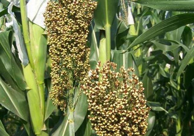 甜高粱栽培，田間管理方法有哪些