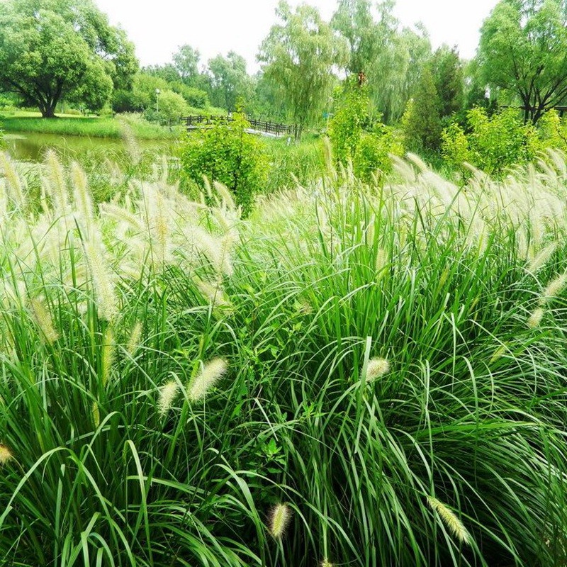 東方狼尾草 東方狼尾草