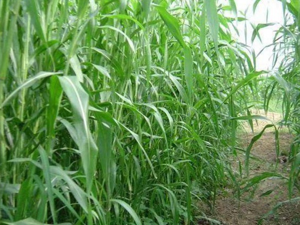 最適合養牛的四種牧草有哪些