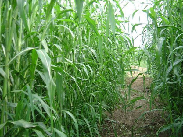 種植牧草需要注意的地方有很多，需要注意什么？