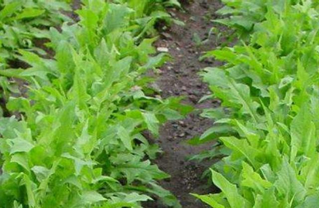 在田間小路看見的優(yōu)質(zhì)牧草-苦荬菜種植技術(shù)及品種價值 