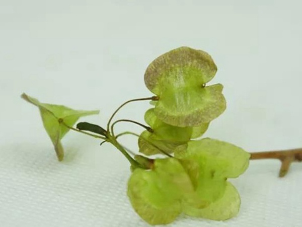 車桑子基本詳情介紹以及一車桑子的插花作品 車桑子基本詳情介紹以及一車桑子的插花作品