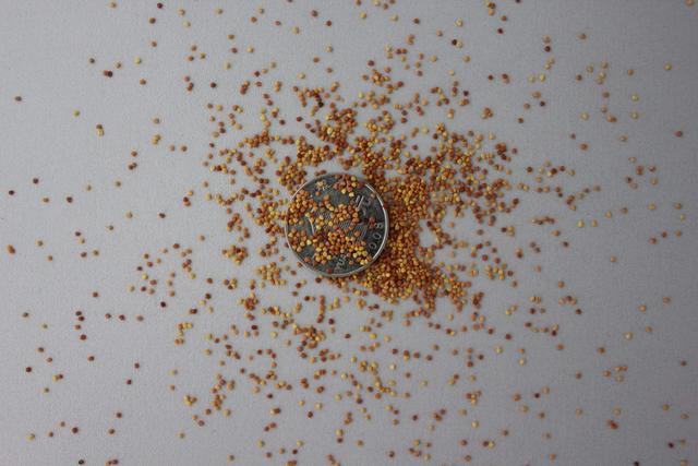 白三葉的播種前需要注意什么與管理方法