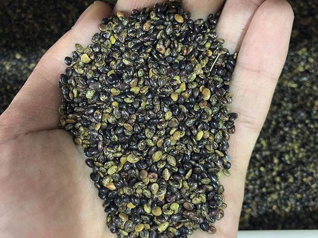 胡枝子的種植技術介紹，什么時候播種最佳？