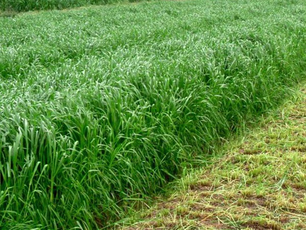 牧草養(yǎng)豬技術(shù)有什么需要注意的，牧草種植方法有哪些？