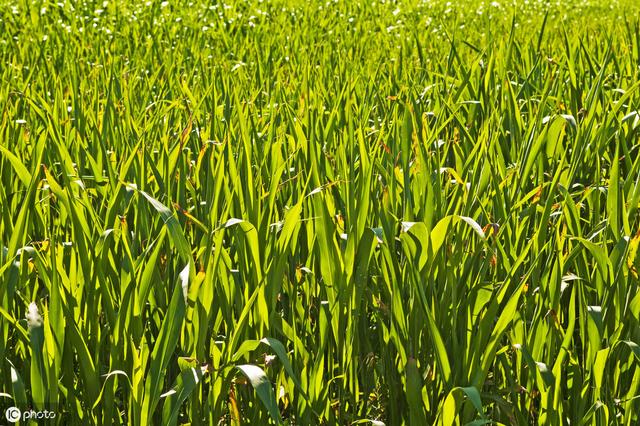 牛羊愛吃的蘇丹草，獲得高產量牧草需要這樣種植