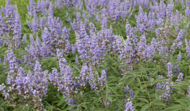 荊條的主要價(jià)值以及種植管理技術(shù)介紹 荊條的主要價(jià)值以及種植管理技術(shù)介紹