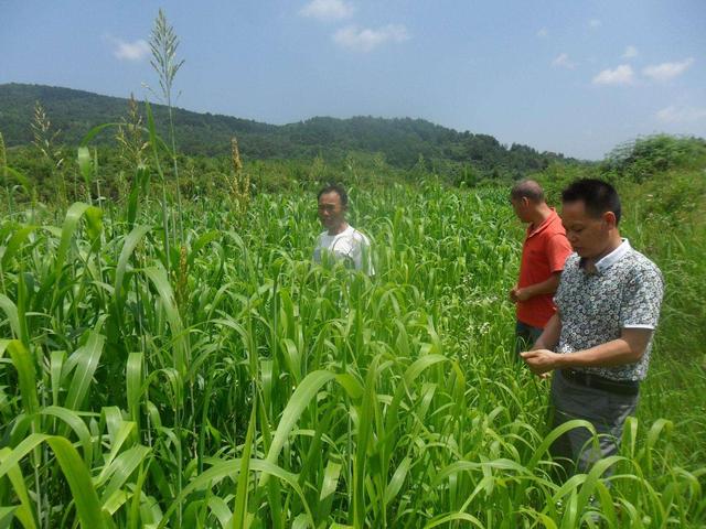 高丹草對環境有什么要求，在什么環境下存活