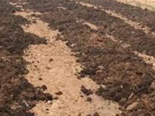 種植墨西哥玉米有這幾個要點，掌握好這幾個要點獲得高產量