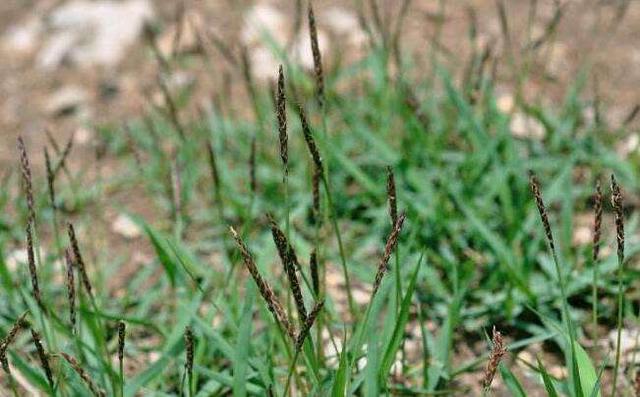 優質草坪草——結縷草經濟價值與播種技術 優質草坪草——結縷草經濟價值與播種技術