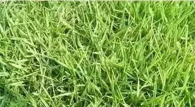 花園草坪的種植方法與養(yǎng)護管理經驗 花園草坪的種植方法與養(yǎng)護管理經驗