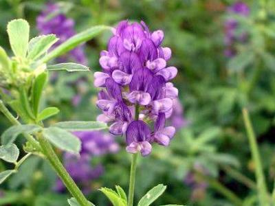 紫花苜蓿草如何種植,紫花苜蓿種植需要幾個(gè)步驟? 紫花苜蓿草如何種植,紫花苜蓿種植需要幾個(gè)步驟?