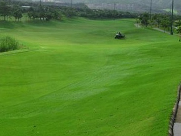 堿茅草種子種植方法是什么，發芽率怎么樣