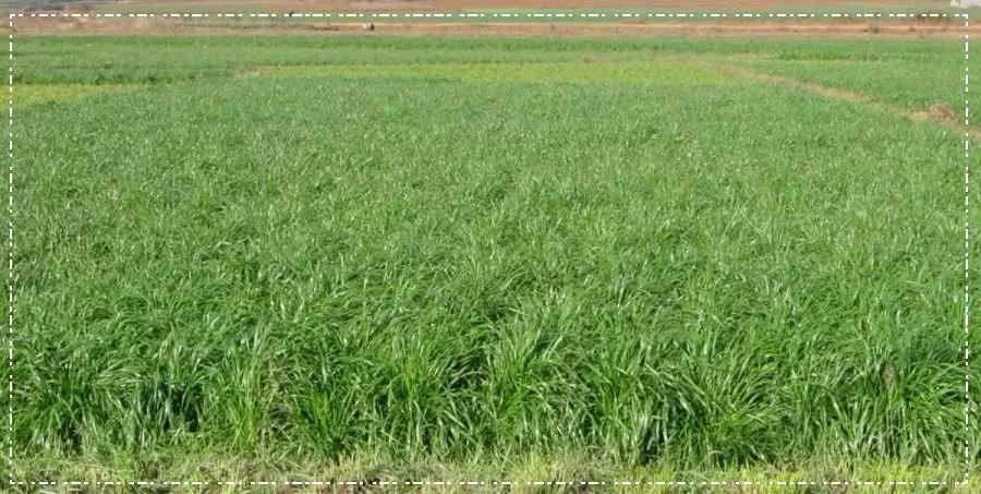 一年生黑麥草基本介紹，和多年生黑麥草有什么區別
