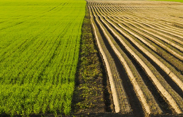 大麥——喂養信鴿的一種非常好的飼料