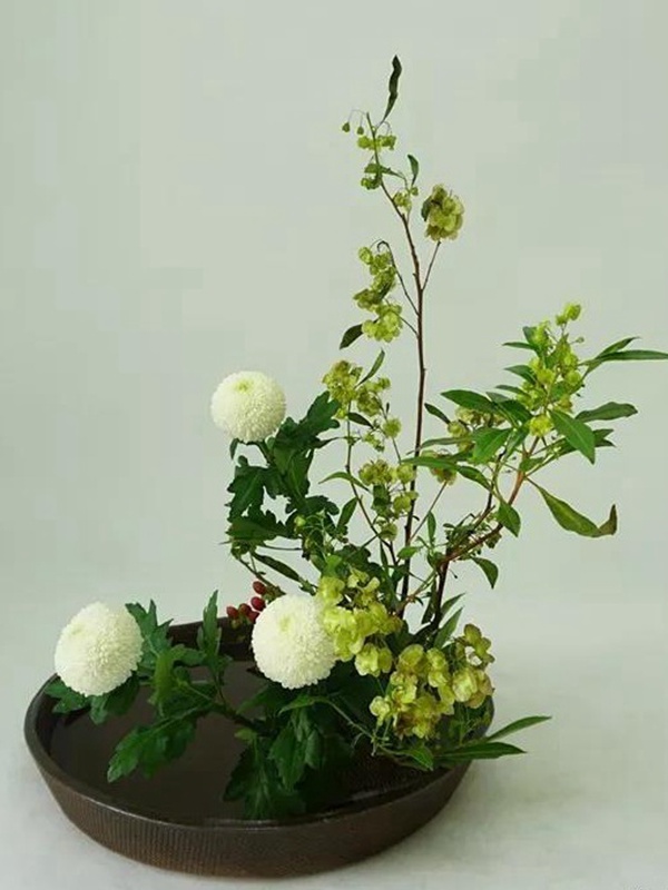 車桑子基本詳情介紹以及一車桑子的插花作品 車桑子基本詳情介紹以及一車桑子的插花作品