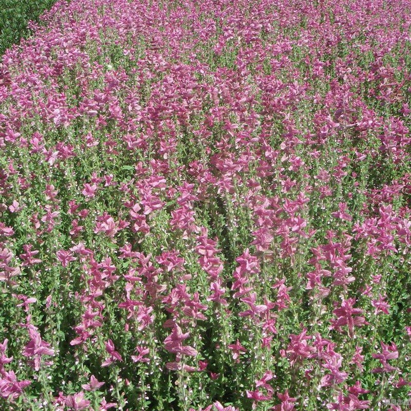 粉萼鼠尾草 粉萼鼠尾草