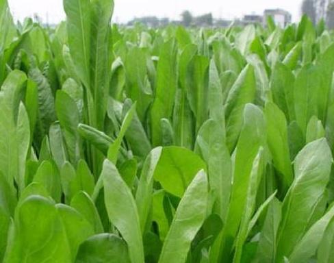 養(yǎng)殖戶注意了,土雞愛吃的八大牧草,有什么需要注意的? 養(yǎng)殖戶注意了,土雞愛吃的八大牧草,有什么需要注意的?