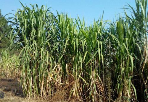 皇竹草的生長環(huán)境要求，種植特點(diǎn)分析