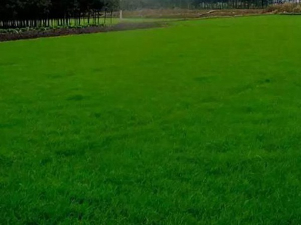 十種優(yōu)質牧草及其栽培技術與方法