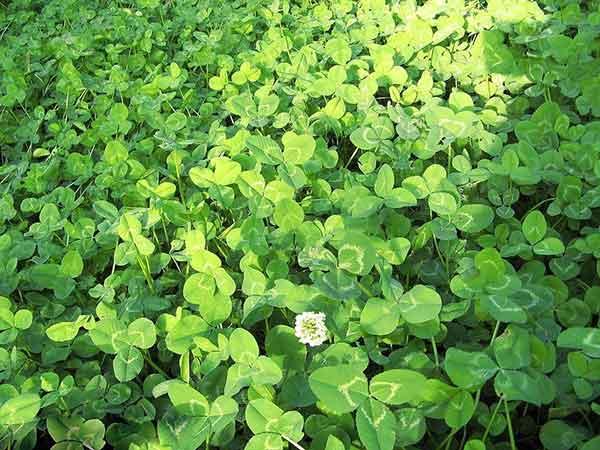 白三葉草優點有哪些,觀賞性怎么樣 白三葉草優點有哪些,觀賞性怎么樣