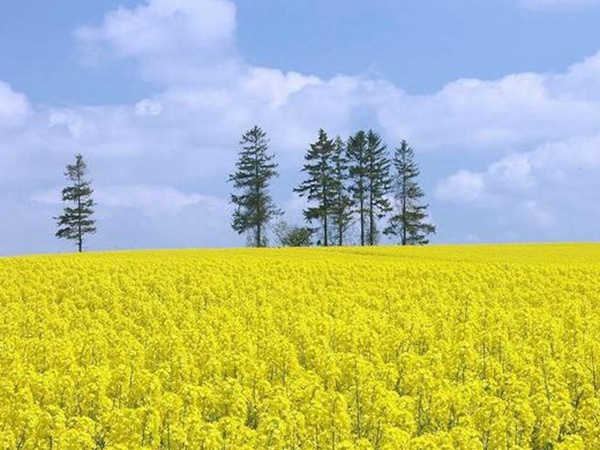 油菜種子品種繁多,去哪可以買到質量好的種子? 油菜種子品種繁多,去哪可以買到質量好的種子?