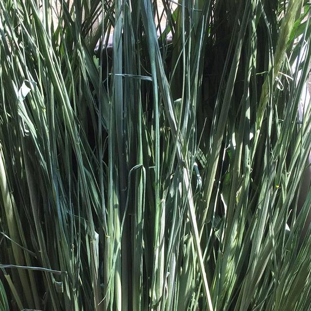 優(yōu)質牧草種黑麥草，生長速度快，產(chǎn)量高，畜牧愛吃