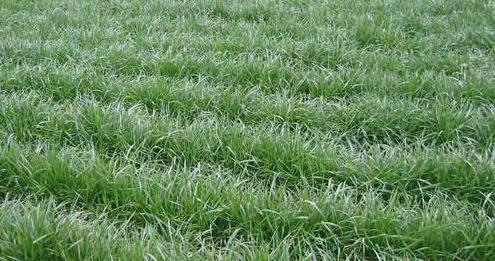 高羊茅草坪種植栽培方法是什么，有什么需要注意的？