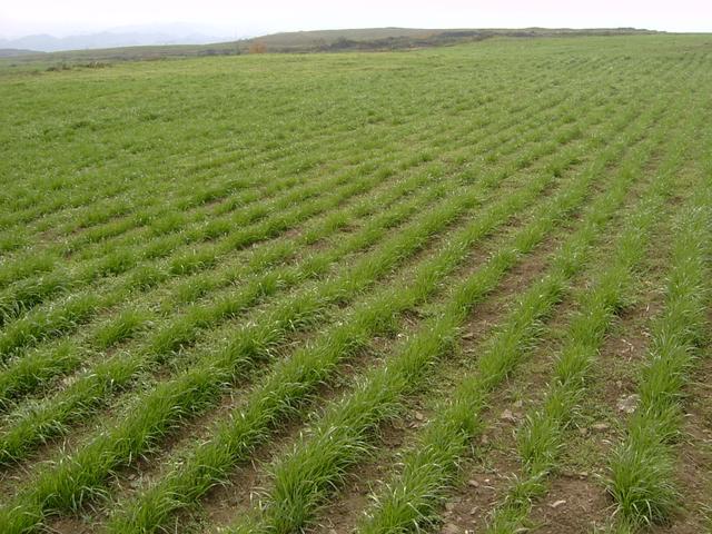 養(yǎng)牛、羊種植什么牧草好?種植如何利用? 養(yǎng)牛、羊種植什么牧草好?種植如何利用?