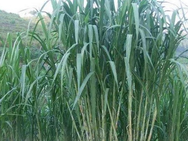 象草是一種高價(jià)值的飼料，種植栽培方法是什么