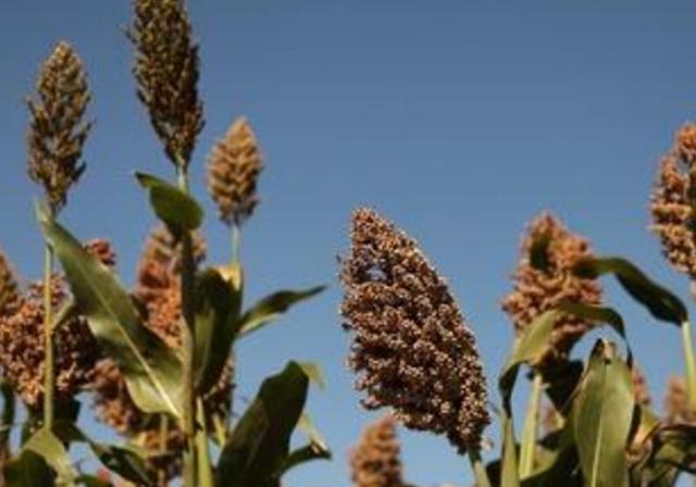 甜高梁種植技巧是什么，如何產(chǎn)量高