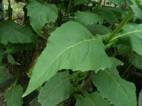 串葉松香草主要價值以及栽培技術介紹