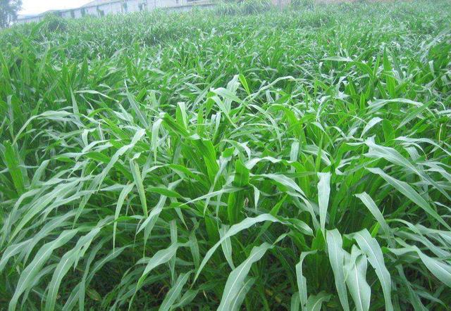 這么優質的高丹草牧草，怎么種植比較好？