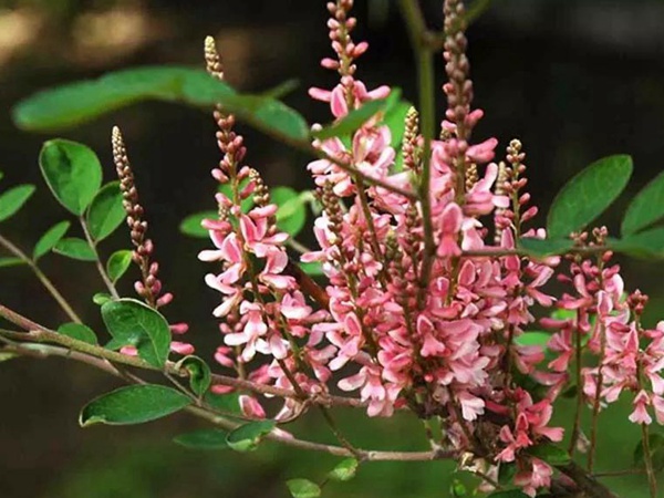 多花木蘭--常用護坡灌木種子栽培技術(shù) 多花木蘭--常用護坡灌木種子栽培技術(shù)