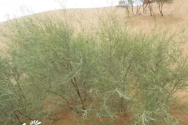 園林中發(fā)現(xiàn)美麗的你——花棒 園林中發(fā)現(xiàn)美麗的你——花棒