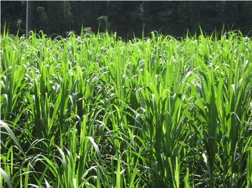 蘇丹草要如何種植，種植蘇丹草方法是什么