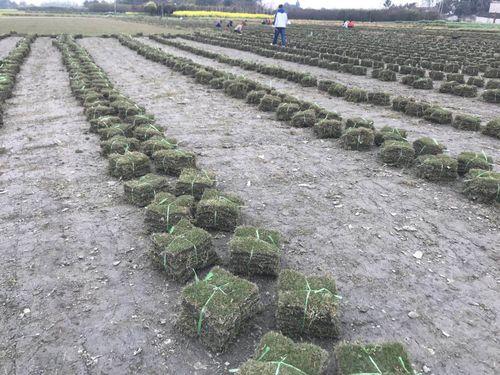 綠化草坪種類圖片，不同的草坪用途和功能都有所差別